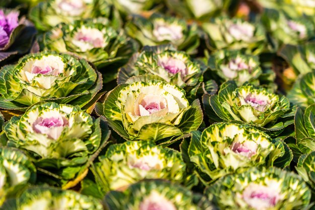 Foto fotografia completa di piante a fiori rosa