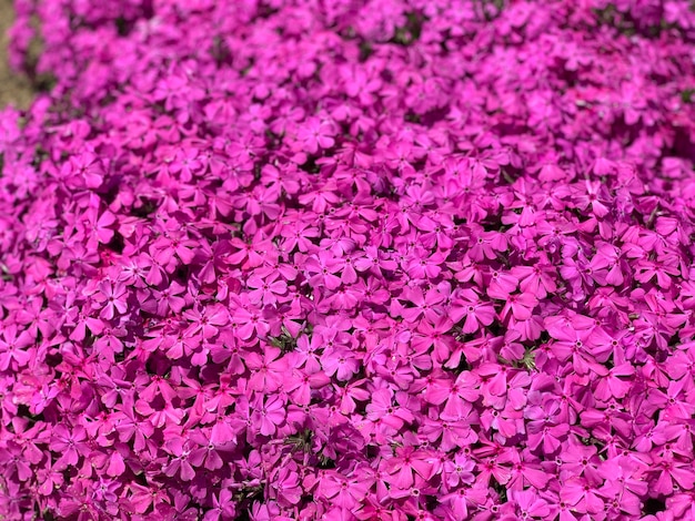 Photo full frame shot of pink flowering plants