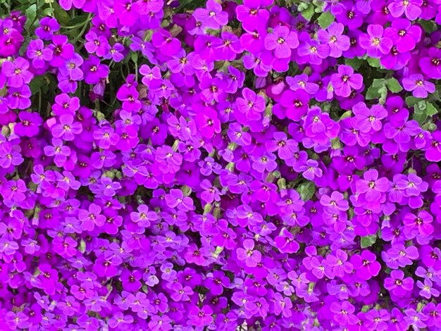 Full frame shot of pink flowering plants