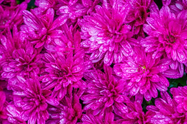 Photo full frame shot of pink flowering plants