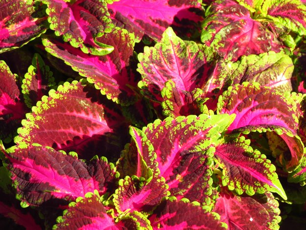 Full frame shot of pink flowering plants