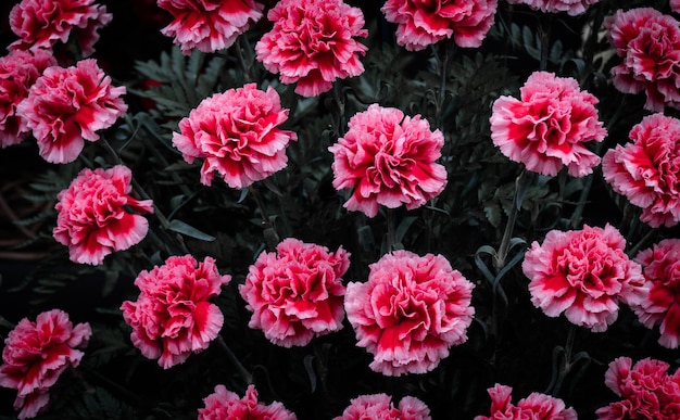 full frame shot of pink flowering plants