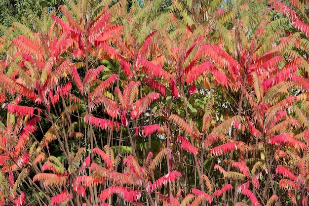 Foto fotografia completa di piante a fiori rosa