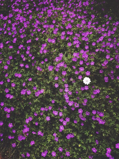 Full frame shot of pink flowers blooming outdoors