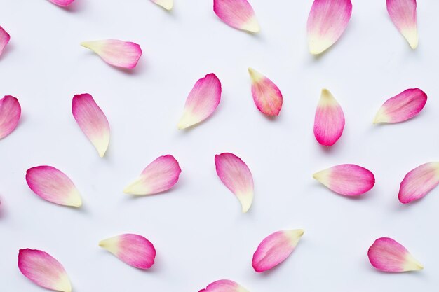 Full frame shot of pink flowers