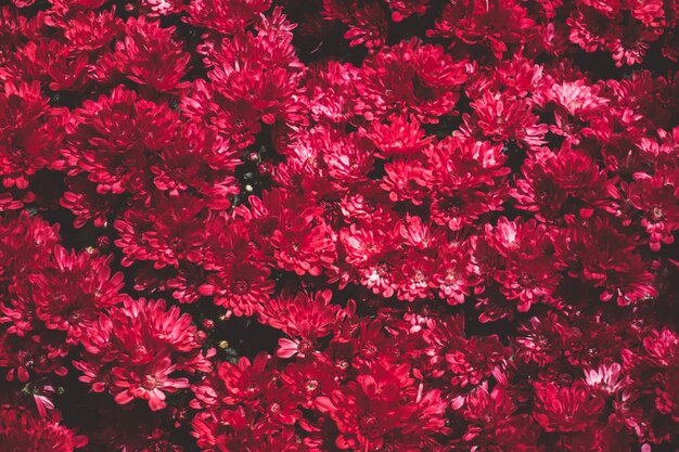 Photo full frame shot of pink flowers