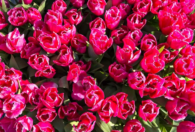 Photo full frame shot of pink flowers