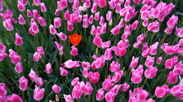 Photo full frame shot of pink flowers