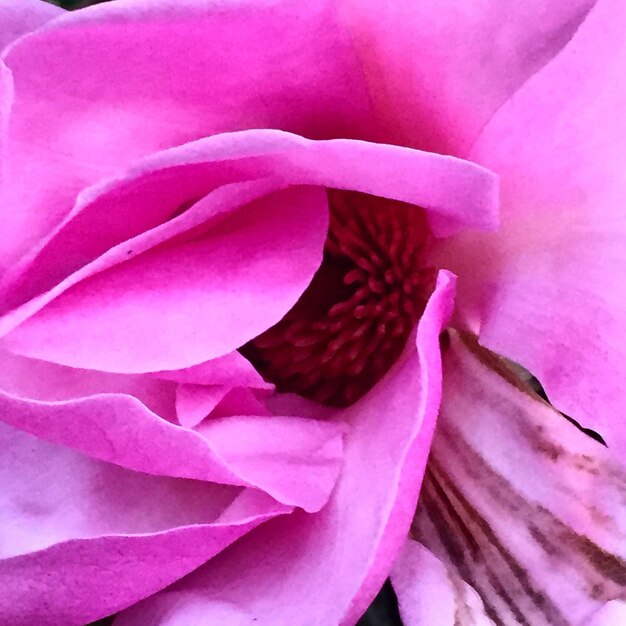 Photo full frame shot of pink flowers