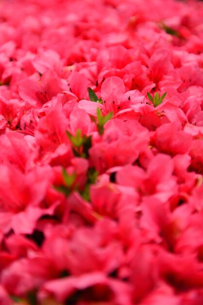 Full frame shot of pink flowers