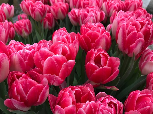 Photo full frame shot of pink flowers