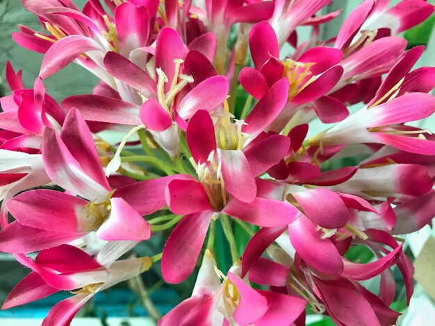 Photo full frame shot of pink flowers