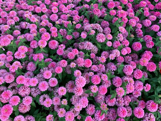 Full frame shot of pink flowers