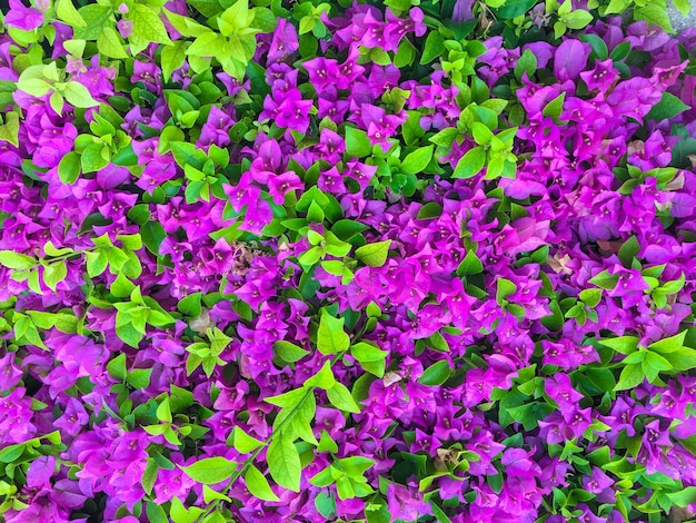 Photo full frame shot of pink flowers