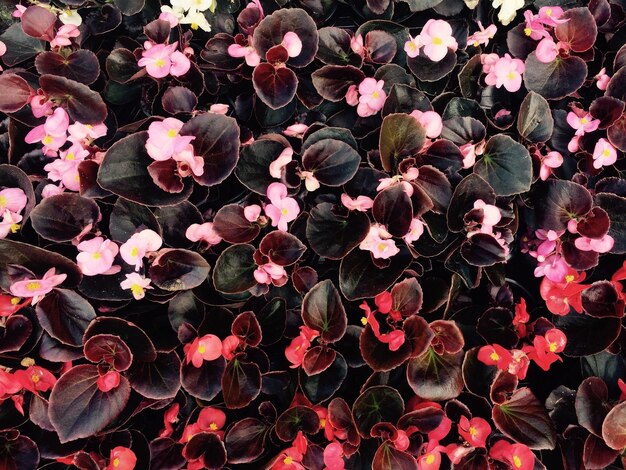 Full frame shot of pink flowers