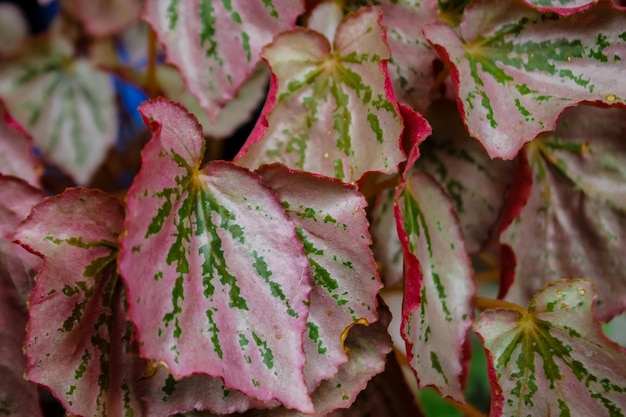 Photo full frame shot of pink fruit