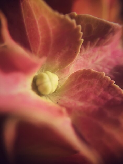 Foto fotografia completa del fiore d'ortensia rosa