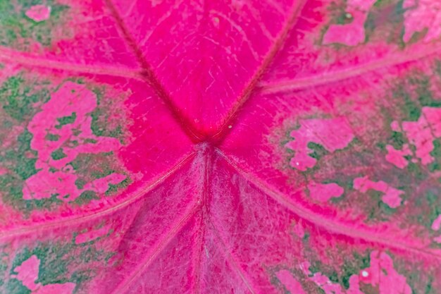 Full frame shot of pink leaf