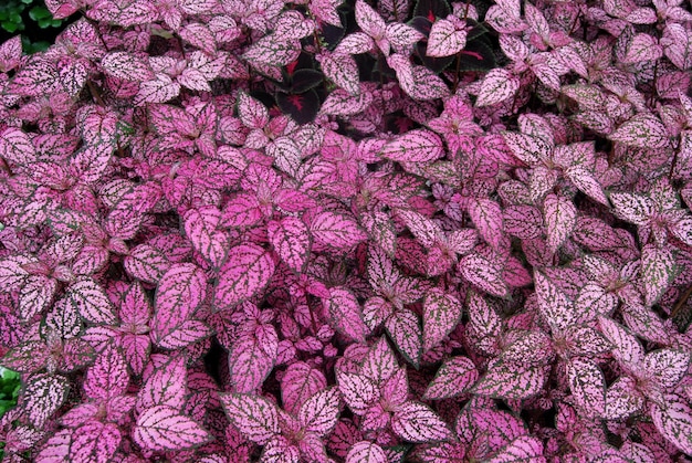 Photo full frame shot of pink leaves at park