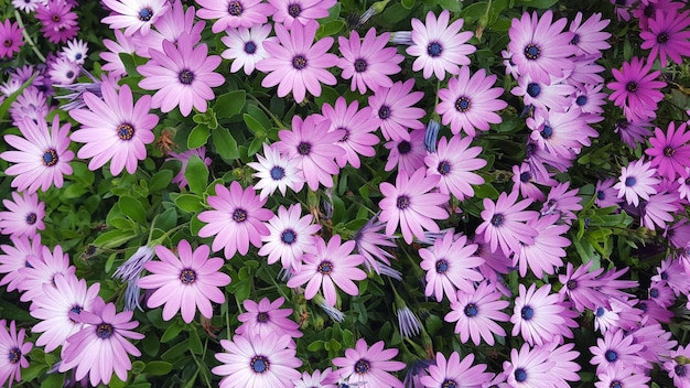 Photo full frame shot of pink osteospermum flowers blooming outdoors