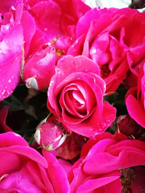 Full frame shot of pink roses blooming outdoors