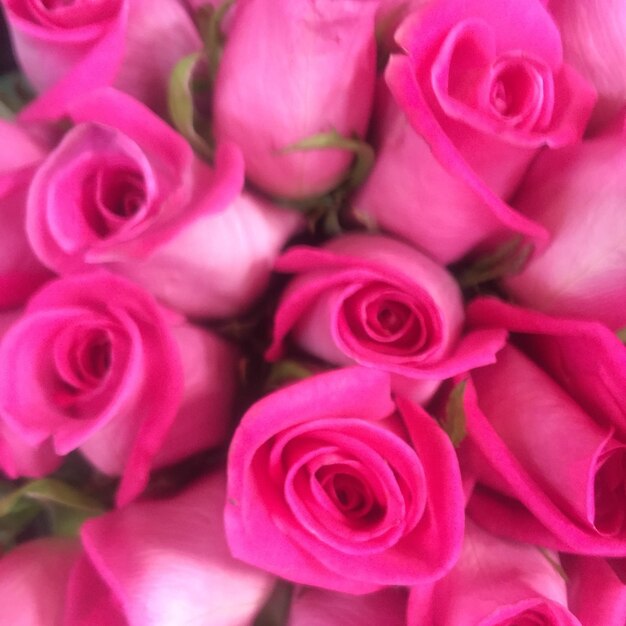 Photo full frame shot of pink roses