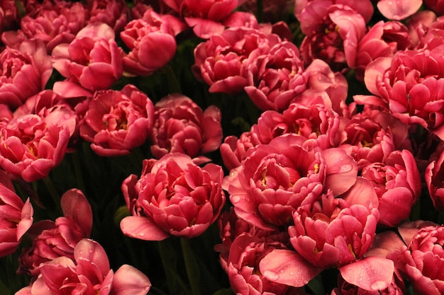 Full frame shot of pink roses