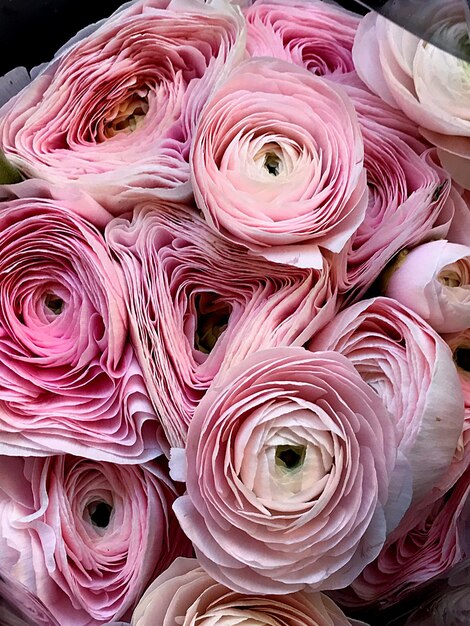 Photo full frame shot of pink roses