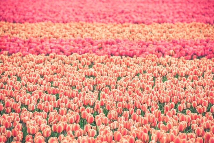 Photo full frame shot of pink tulips on field