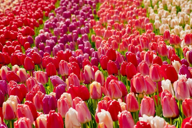 Photo full frame shot of pink tulips