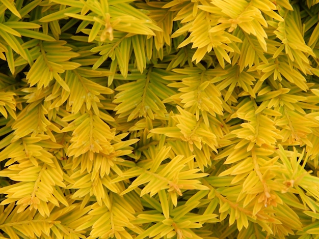 Full frame shot of plant growing outdoors