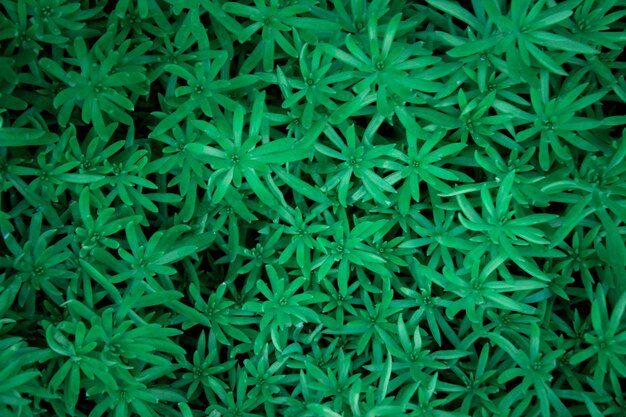 Full frame shot of plant leaves in the garden