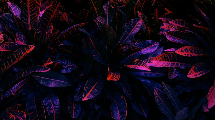 Photo full frame shot of plant leaves