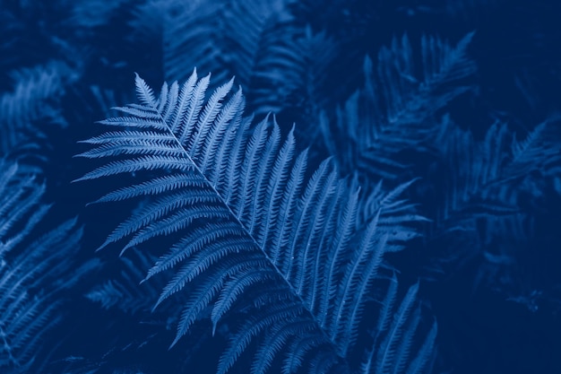 Full frame shot of plant at night