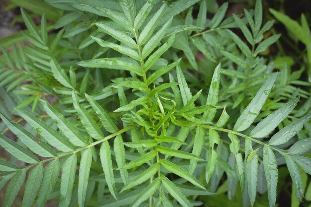 Full frame shot of plant