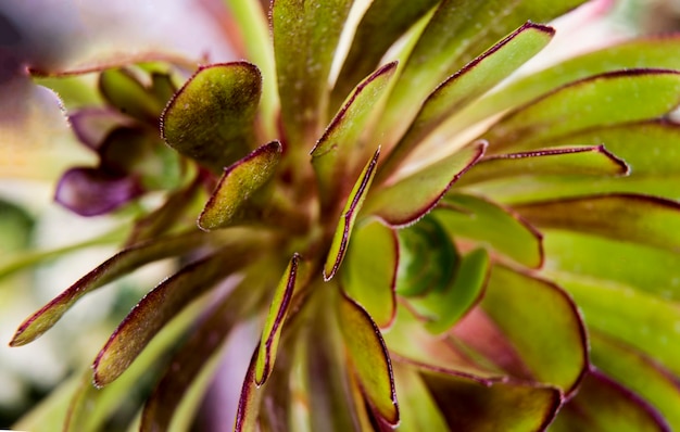 Photo full frame shot of plant