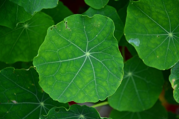 Photo full frame shot of plant