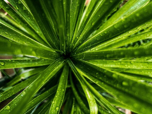 Photo full frame shot of plant