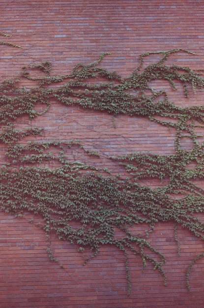 Photo full frame shot of plants on brick wall