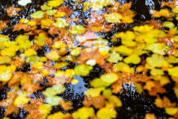 Full frame shot of plants during autumn