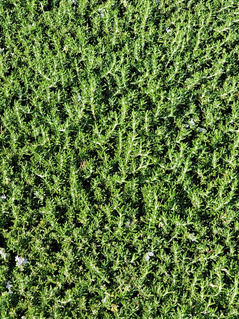 Full frame shot of plants on field