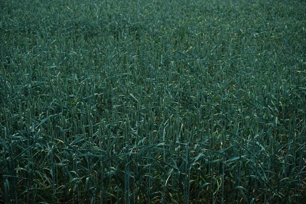 Full frame shot of plants on field