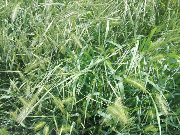 Full frame shot of plants on field