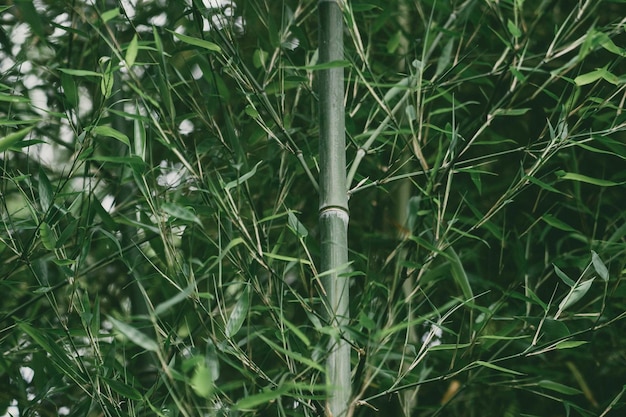 Full frame shot of plants growing by bamboo