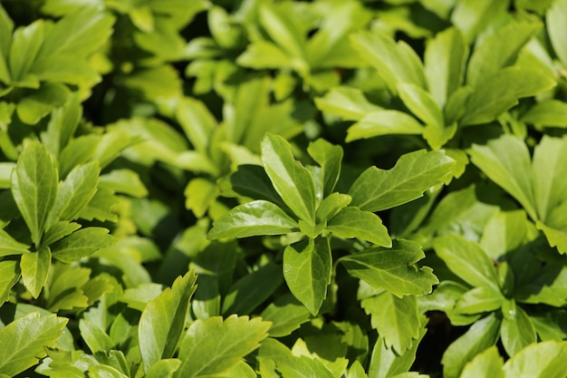 Full frame shot of plants growing on field during sunny day