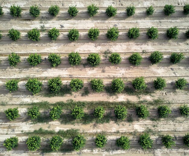 Photo full frame shot of plants growing on field