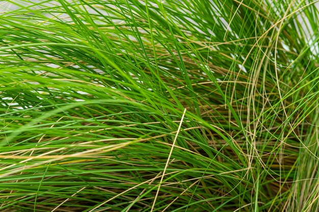 Full frame shot of plants growing on field