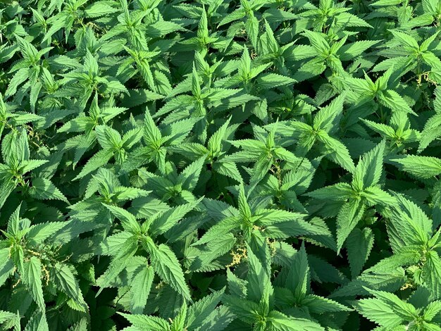 Full frame shot of plants growing on field