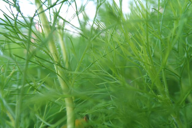 Full frame shot of plants growing on field