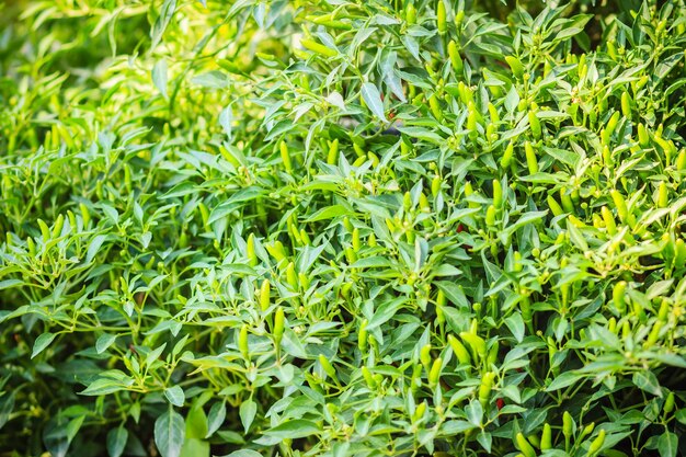 Full frame shot of plants growing on field